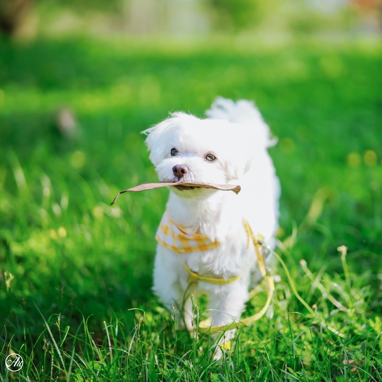 Pet-friendly